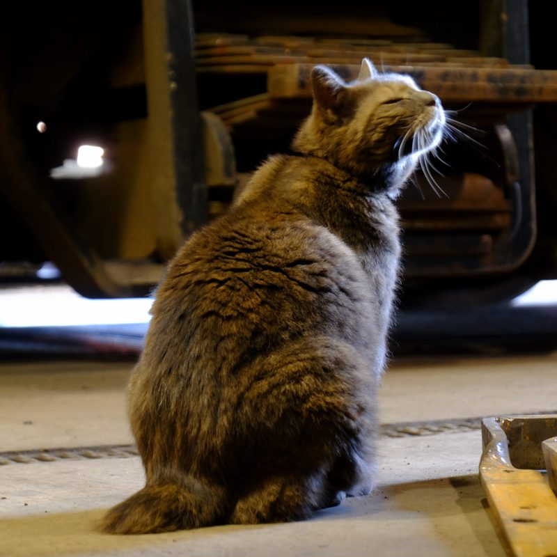 a cat sitting on a table